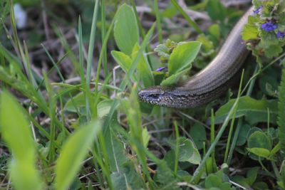 Close-up of snake on grassy field