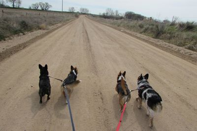 Dogs running on field against sky