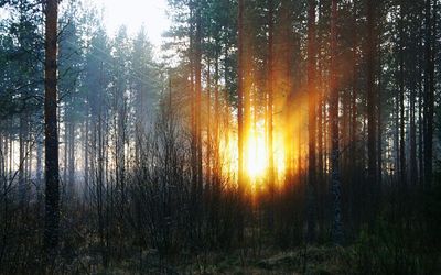 Trees in forest during sunset