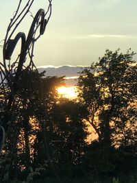 Close-up of silhouette tree against sky during sunset