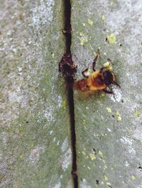 Close-up of insect on tree trunk