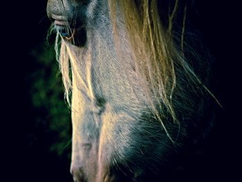 Close-up of a horse