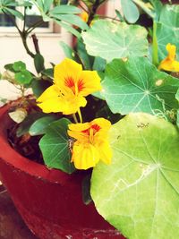 Close-up of yellow flowers