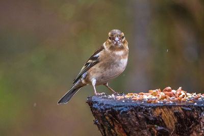 Close-up of bird perching on wood