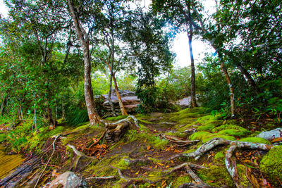 Trees in forest