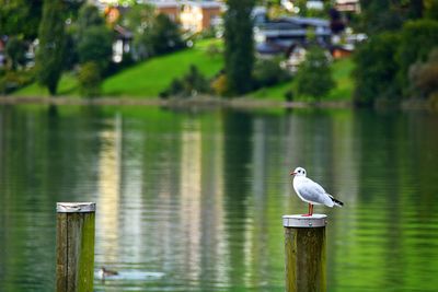 Close-up of bird perching on water