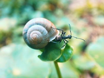 Close-up of snail on leaf