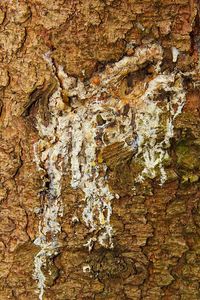 Full frame shot of tree trunk