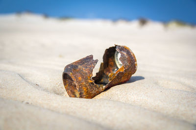 Close-up of shell on beach