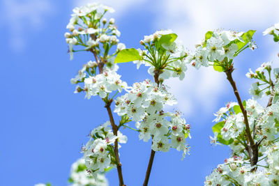 Low angle view of flowering plant against blue sky