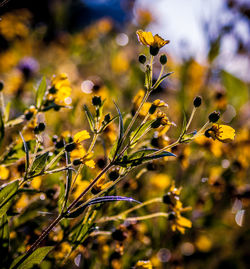 Close-up of yellow flowers growing in field