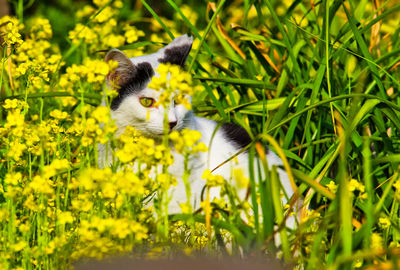 Cat amidst plants