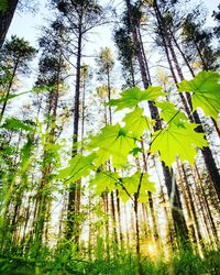 Low angle view of bamboo trees in forest