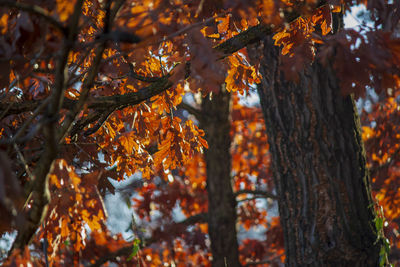 Close-up of autumnal tree