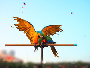 Low angle view of macaws perching on wood against kites flying in clear sky