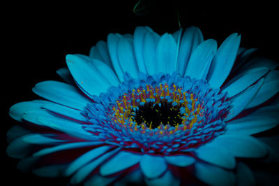 Close-up of blue flower blooming outdoors