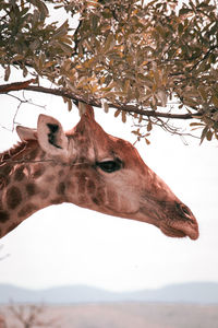 Giraffe taking shade.