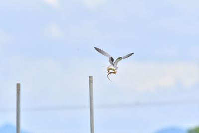 Close-up of black-winged kite hunting a scincidae and gone away.