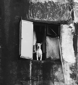 Portrait of dog on window in a building