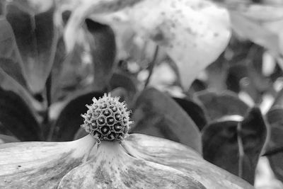 Close-up of flowering plant
