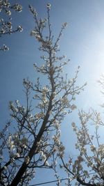 Low angle view of trees against clear blue sky