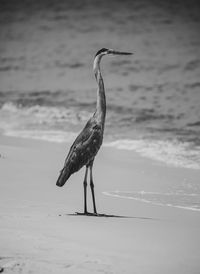 View of a bird on beach