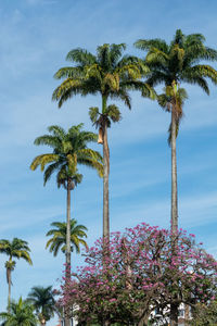 Low angle view of coconut palm tree against sky