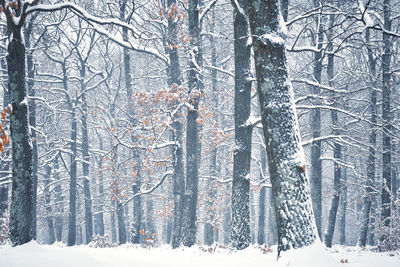 View of trees on snow covered land