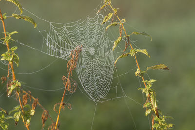 Close-up of wet spider web hanging on plants