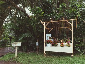 Flower plants in greenhouse