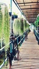 Narrow footbridge along plants