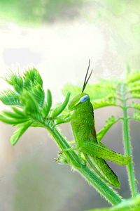 Close-up of insect on leaf