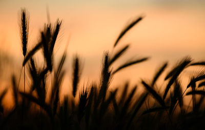 Close-up of stalks in field against sunset sky