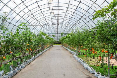 Plants growing in greenhouse