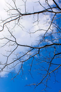 Low angle view of bare tree against blue sky