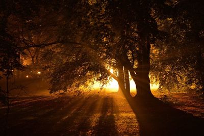 Sun shining through trees