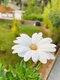 Close-up of white flower on field