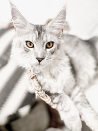 Silver maine coon cat