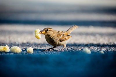 Close-up of sparrow eating food on road