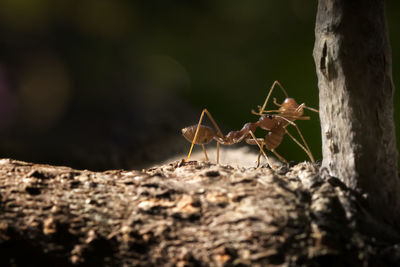 The ant colony - amazing macro photo series