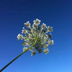 Low angle view of cow parsley against clear blue sky