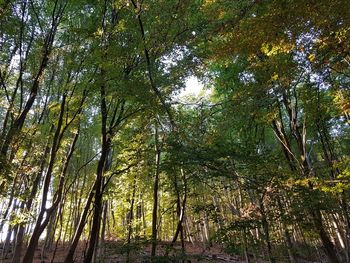 Low angle view of bamboo trees in forest