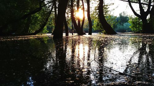 Sun shining through trees