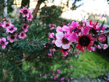 Close-up of pink flowers blooming outdoors