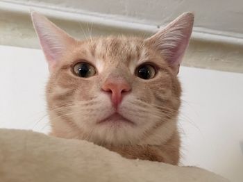 Close-up portrait of a cat