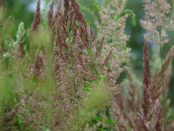 Close-up of fresh plants