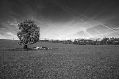 Trees on field against sky