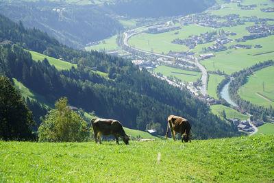 Horses grazing on field