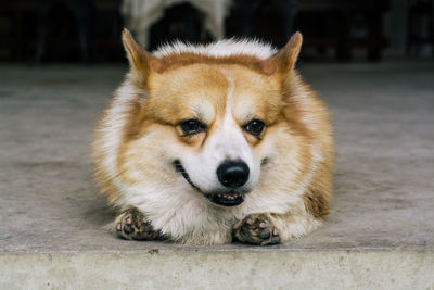 Portrait of dog sitting on floor