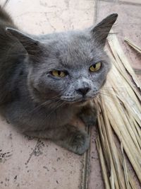 Portrait of cat relaxing outdoors